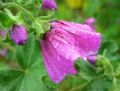 Malva arborea